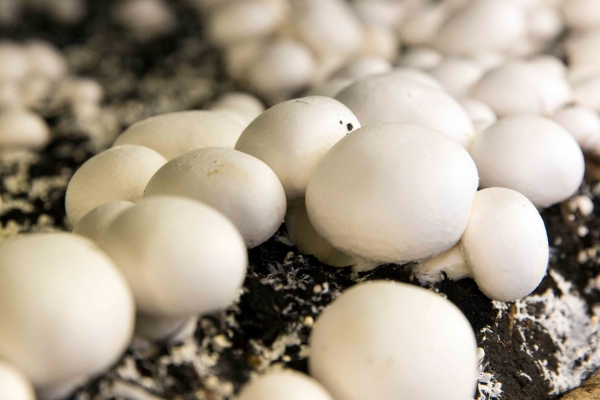 Hoe wordt een biologische champignon geteeld?