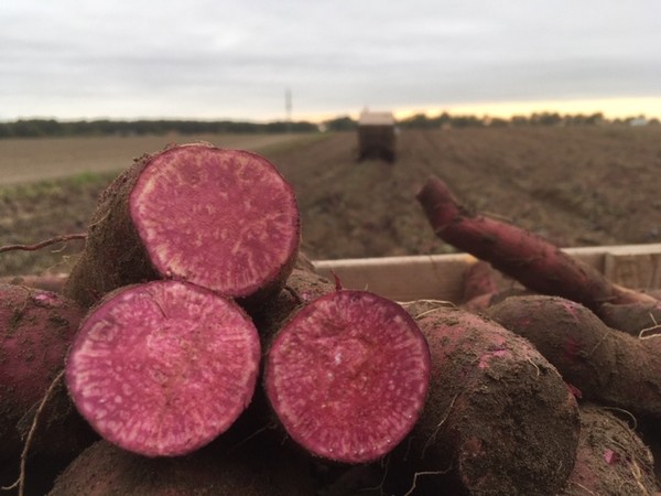 Exotische zoete bataat van Limburgse tuinderij “De Waog”