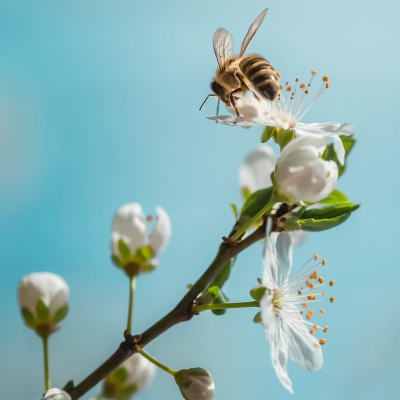 Donatie imkerij ODIN