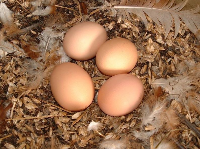 Odin Demeter-eieren nog diervriendelijker & duurzamer