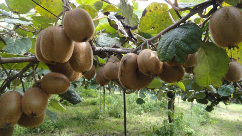 Italiaanse boerderij Ceglia met dubbele kiwi’s