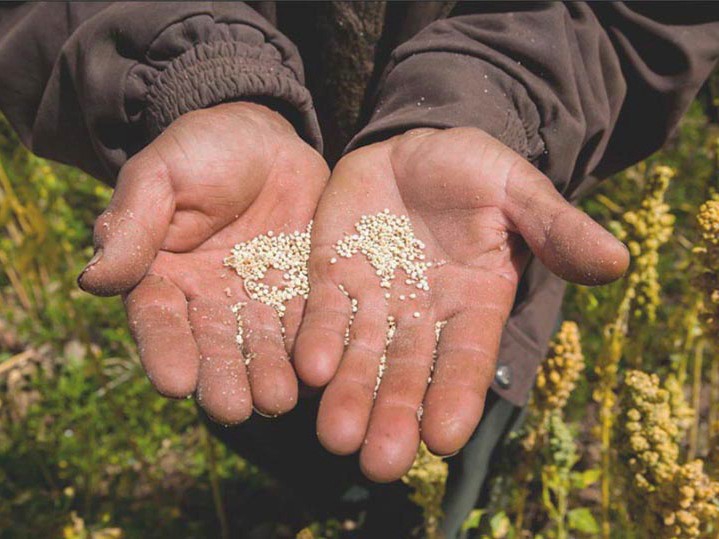 Nederlandse Demeter-quinoa