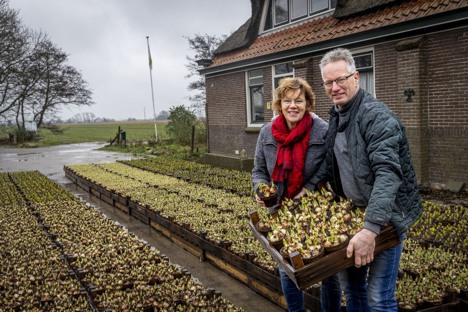 Vier de lente met biologische bloembollen