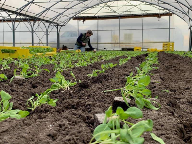 Eerste voorjaarsgroente de grond in