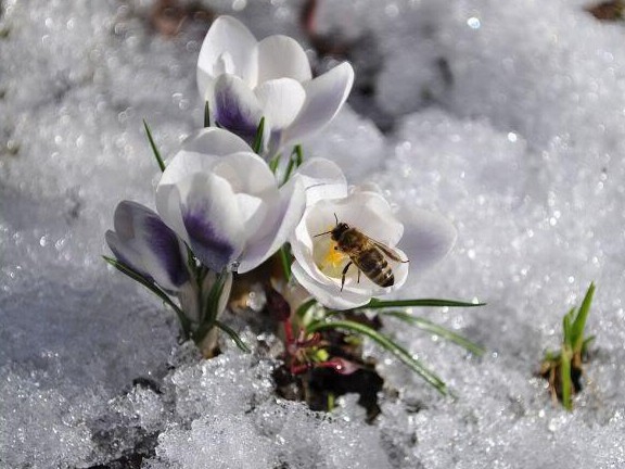 Bijen in winters lenteweer