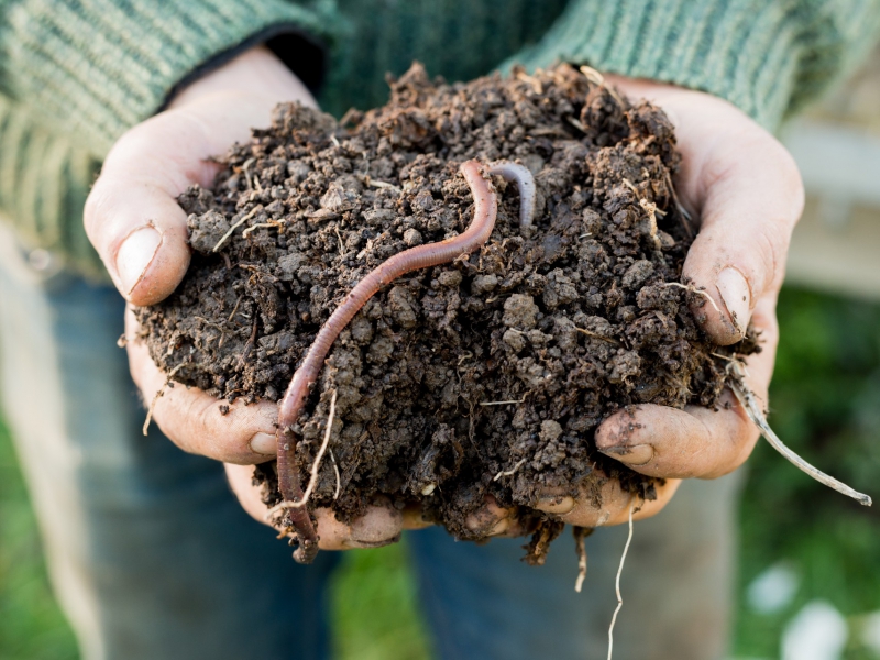 Bouw een wormenhotel en produceer je eigen compost!