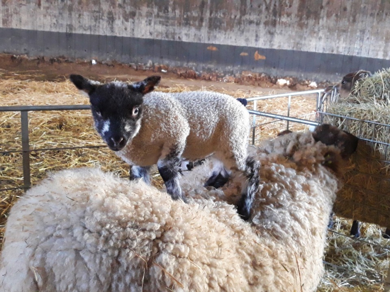 Lammetjes geboren op De Beersche Hoeve