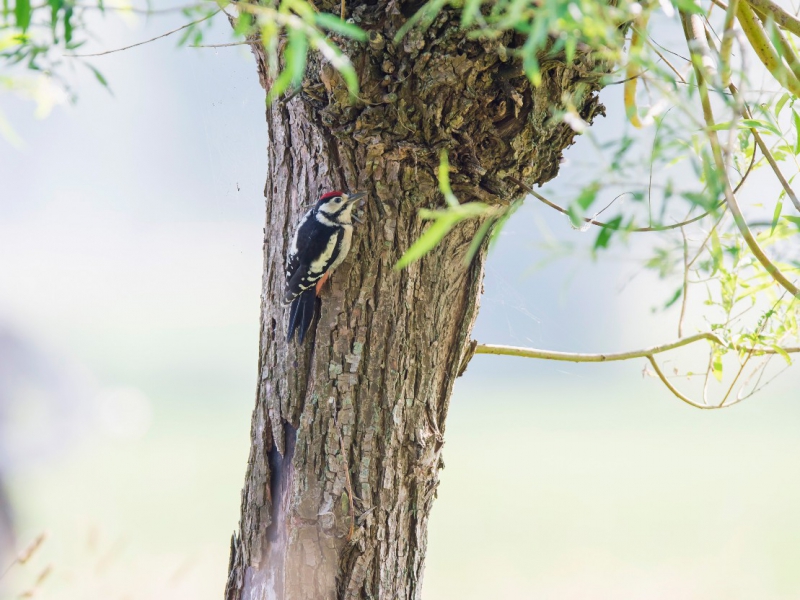 Hoe biodynamische landbouw vogels helpt