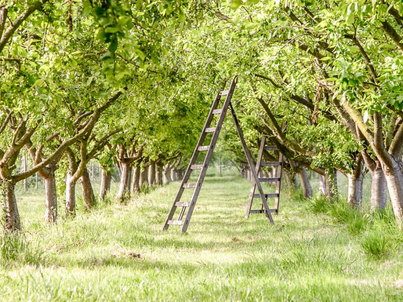 Vogels: vriend of vijand van fruitbedrijf?