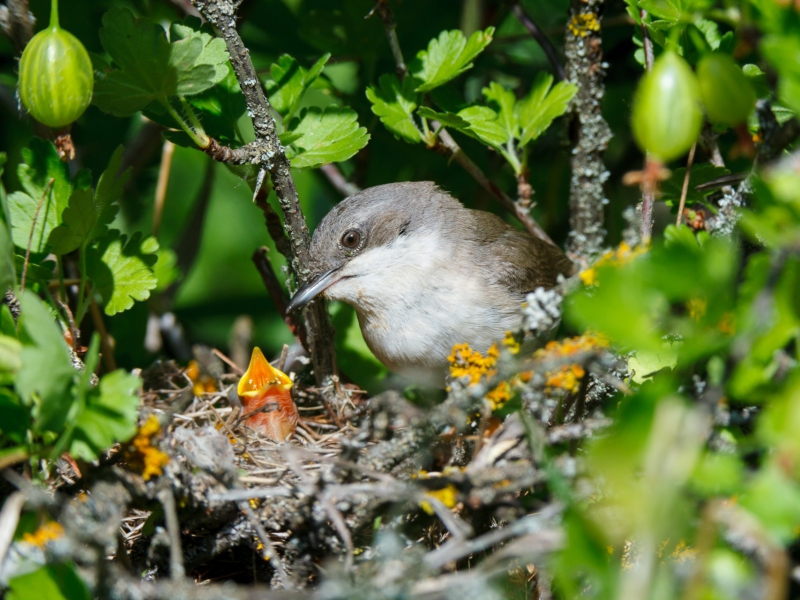 Vogels: vriend of vijand van fruitbedrijf?