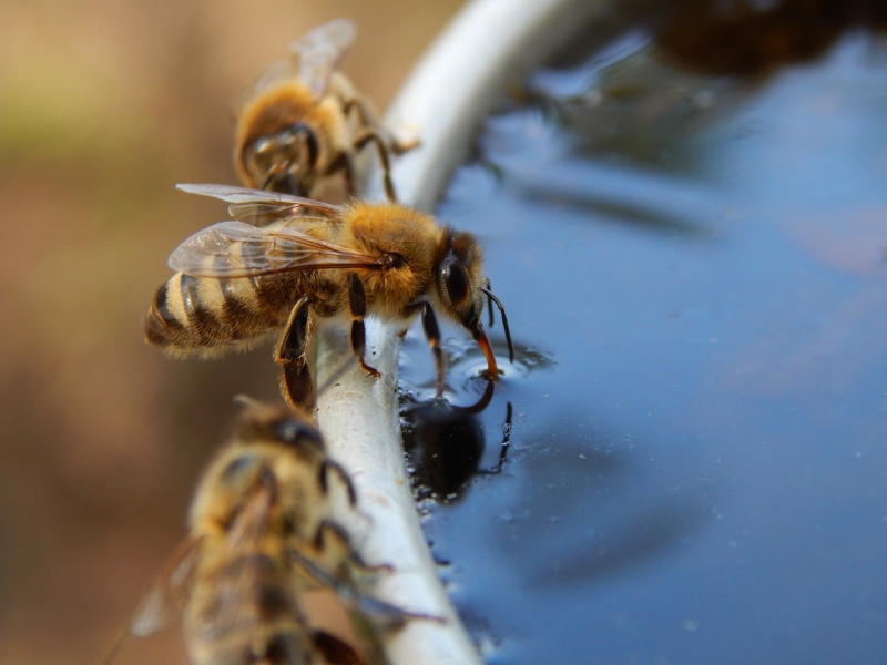 Hoe zorgen bijen voor verkoeling in de zomer?