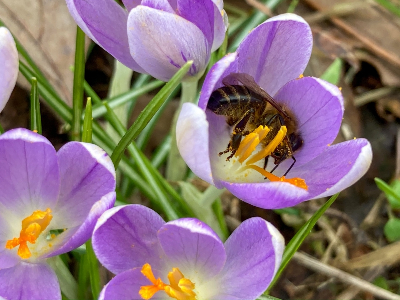 Korting op biologische bloemenbollen!