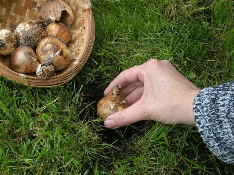 Korting op biologische bloemenbollen!