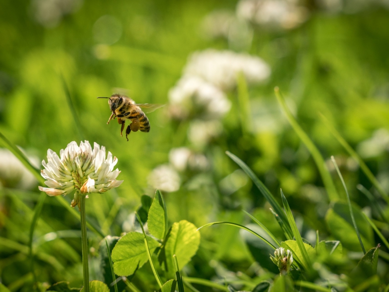 Marlies is hulpimker op boerderij Moervliet