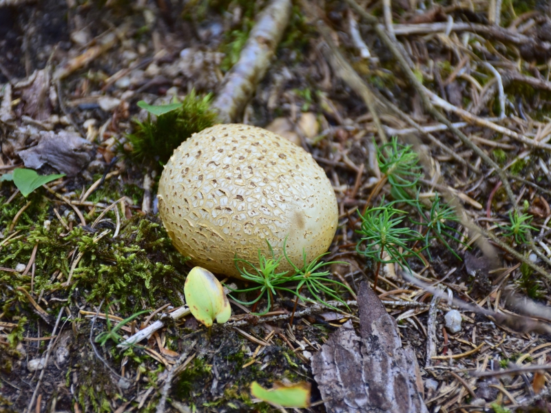 Wildpluktips voor de herfst