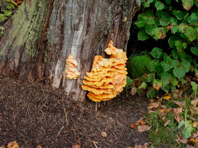 Wildpluktips voor de herfst