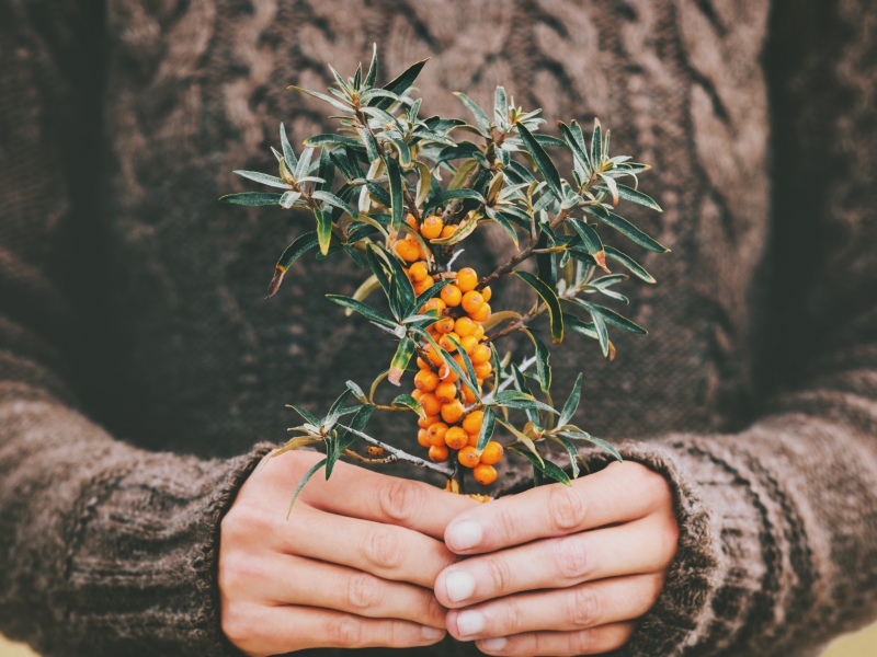 Wildpluktips voor de herfst