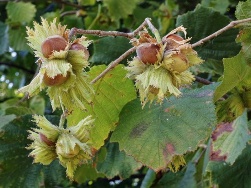 Wildpluktips voor de herfst