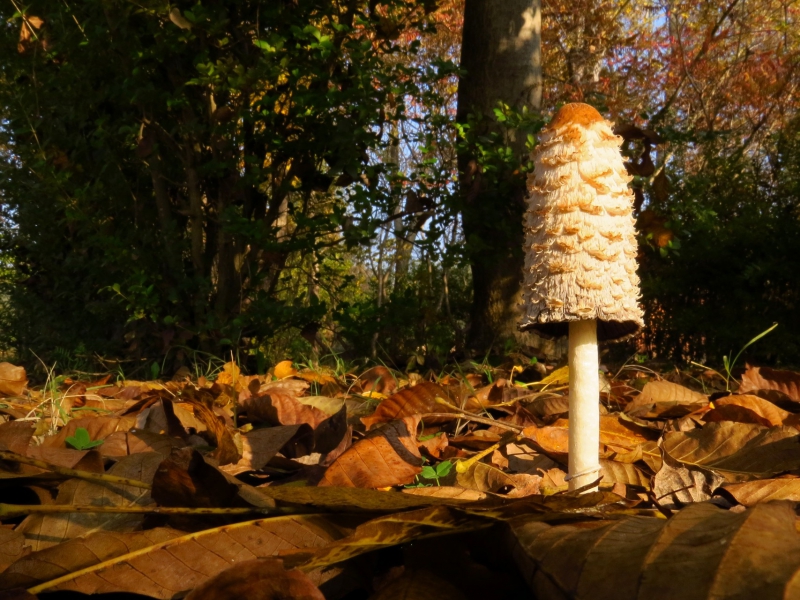 Wildpluktips voor de herfst