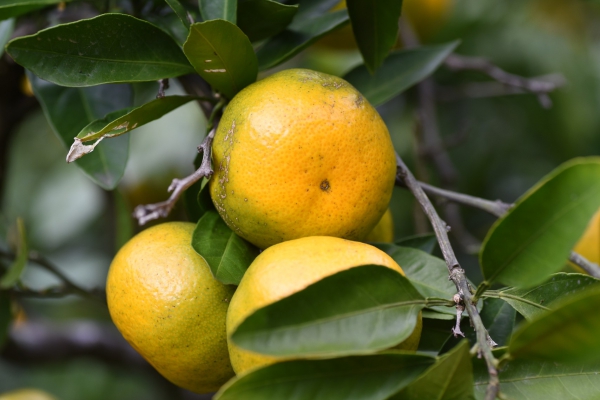 Biologische Satsuma mandarijnen uit Sicilië