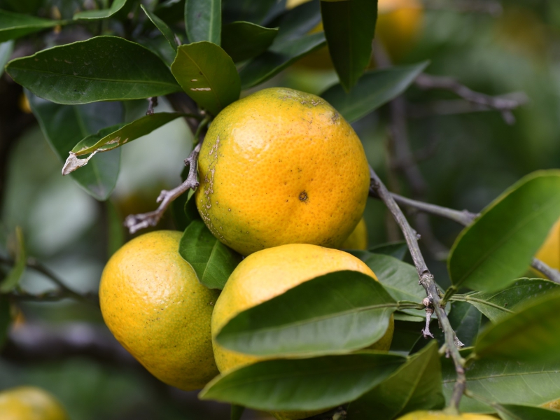 Biologische Satsuma mandarijnen uit Sicilië