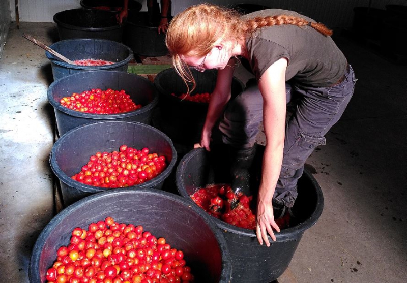 Tomatenzaad oogsten: het hele proces
