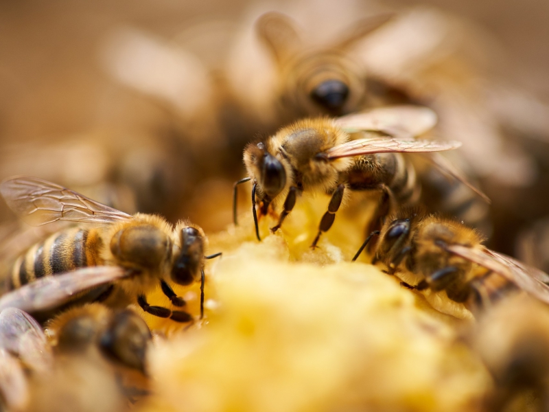 Hoe bereiden bijen zich voor op de winter?