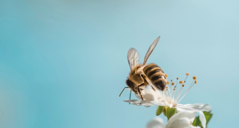 Wijsheid zit in kleine beestjes