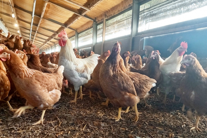 Vogelgriep: gevolgen voor pluimveehouders, kippen en producten