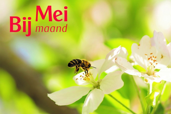 Ontdek hoe Odin bijenboeren werken aan biodiversiteit tijdens de 6e Odin Meimaand Bijmaand