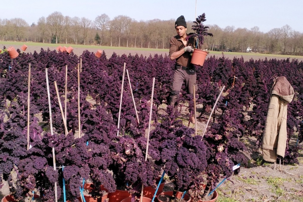 Odin boerderij De Beersche Hoeve verhuist zaadvaste rode boerenkool