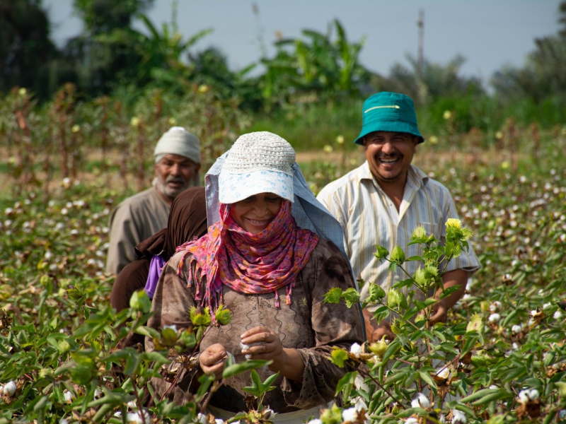 Biodynamisch katoen uit Egypte