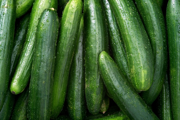 Kennismaken met de komkommer