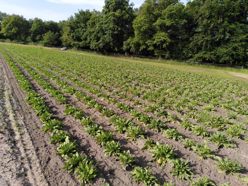 De Beersche Hoeve teelt inheemse verfplant wede voor kunstenares en activiste Claudy Jongstra