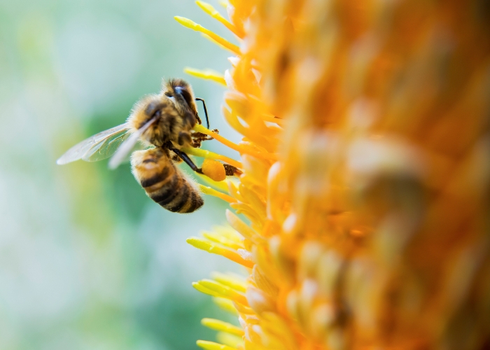 Discussie over beewashing belemmert goedwillende insecteninitiatieven