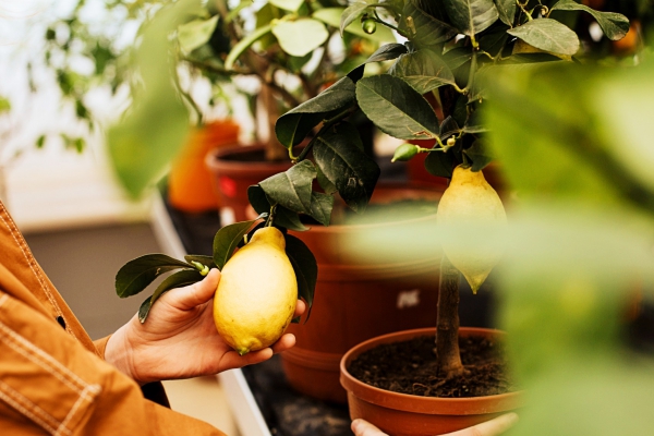 Italiaanse biodynamische fruitboompjes