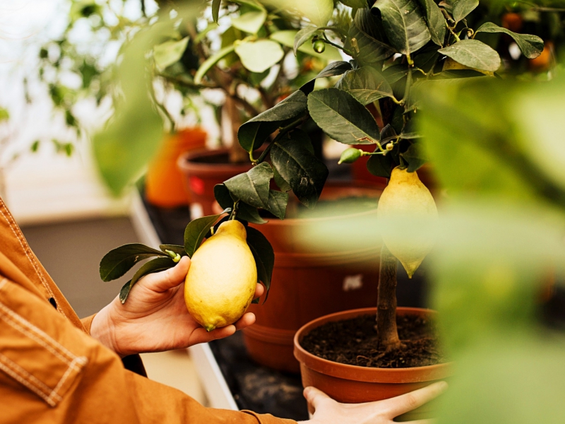 Italiaanse biodynamische fruitboompjes