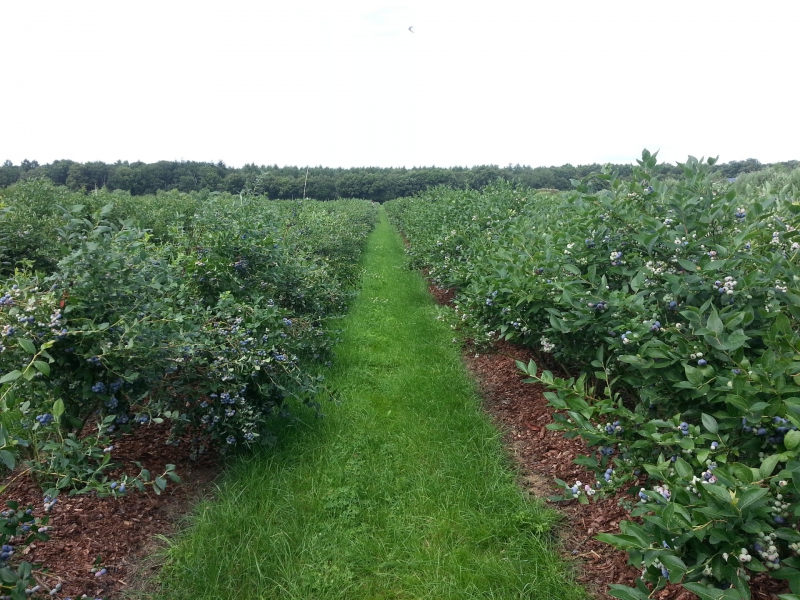 Biodynamische blauwe bessen van Noorderbos