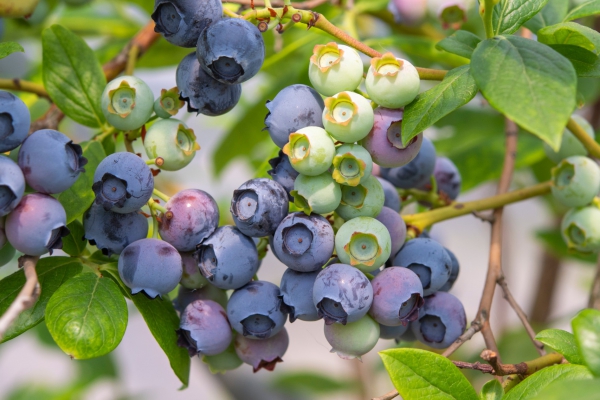Biodynamische blauwe bessen van Noorderbos