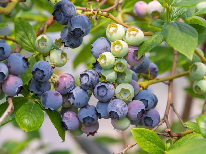 Biodynamische blauwe bessen van Noorderbos