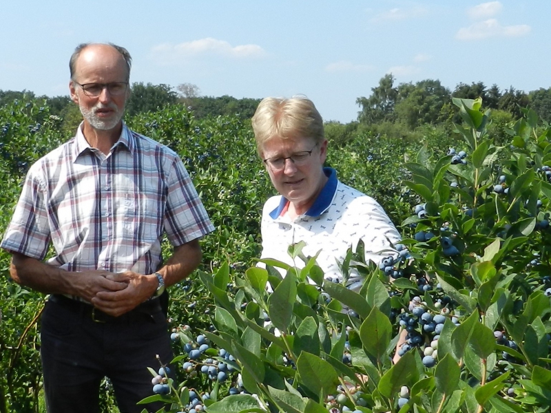 Biodynamische blauwe bessen van Noorderbos