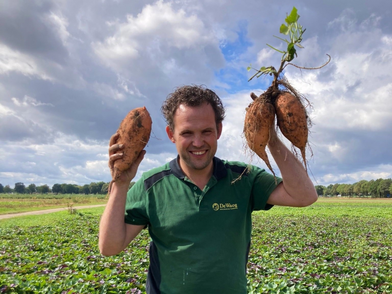 De Waog teelt met succes deze zoete exotische knol in Limburg