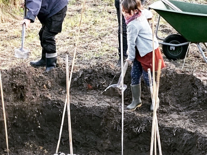 De tijd van het jaar: koehoorn preparaten gaan de aarde in