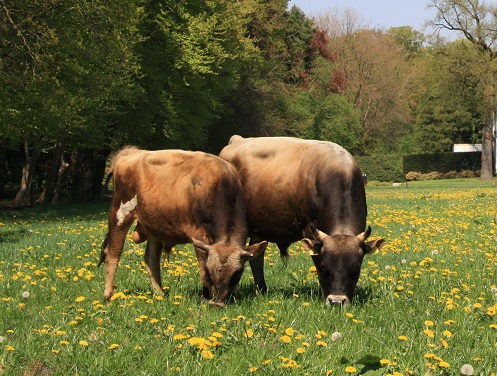 goed en duurzaam biologisch vlees