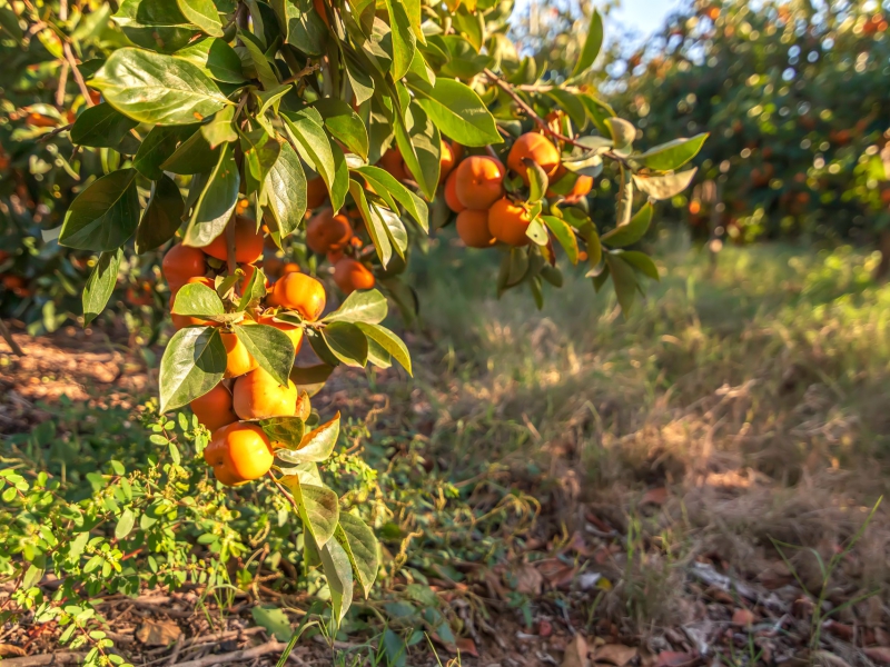 Ontdek kaki fruit: een exotische vrucht uit Spanje