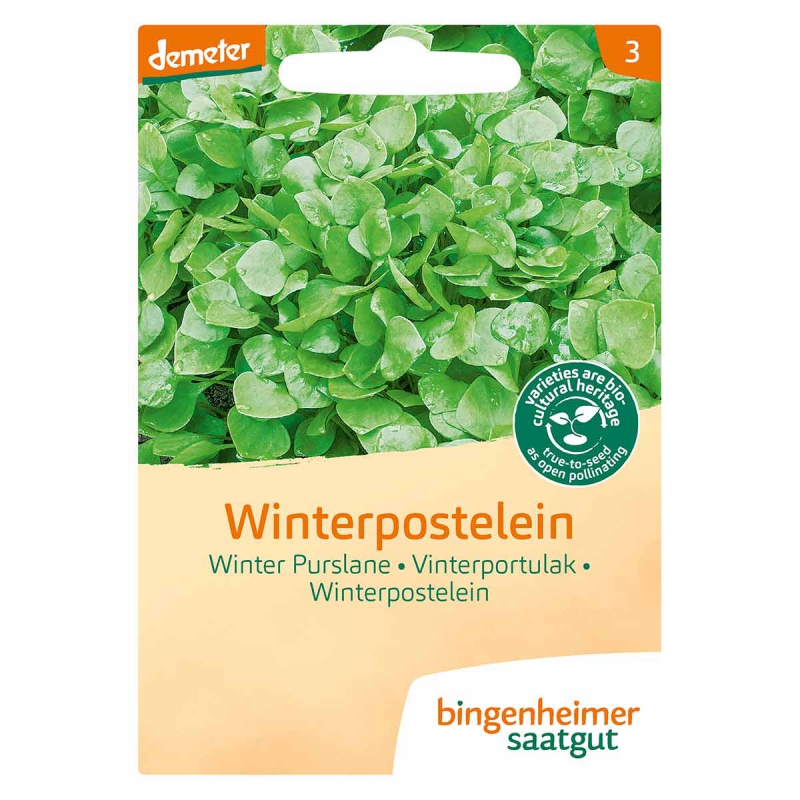 Winterpostelein