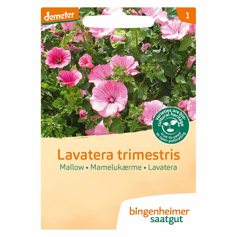 Lavatera trimestris