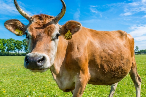 Koe reguleert temperatuur via hoorns