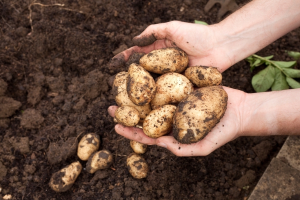 Welke soorten biologische pootaardappels en pootuien zijn er?