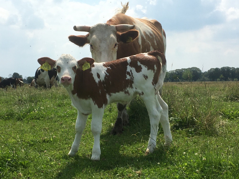 2 & 3 juni: Open dagen boerderij Ruimzicht